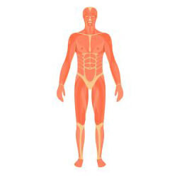Musculos del Cuerpo Humano